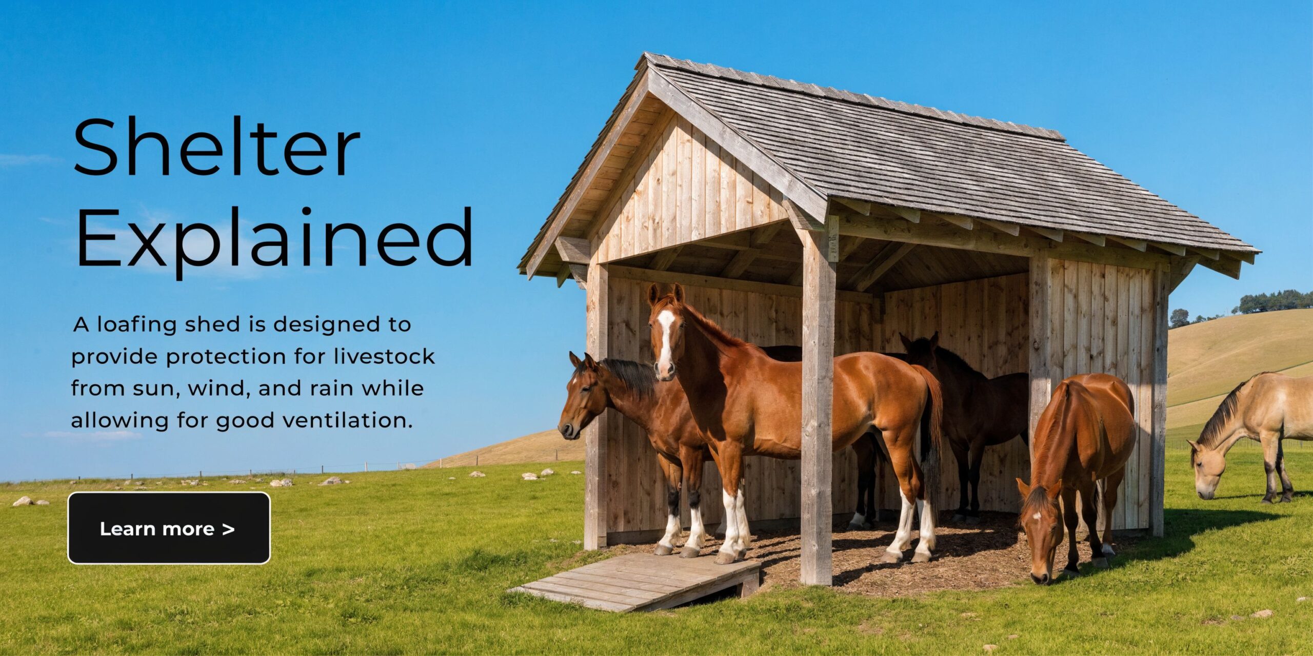 Horse Loafing Sheds: Expert Planning Guide 3 A wooden loafing shed providing shelter for several brown horses in a sunny green pasture field.